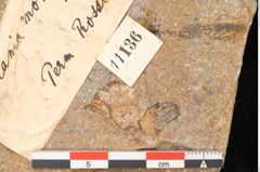 Foto (Detailansicht) von Jordania moravica Helmh. (NHMW-GEO-2024-0188-11136)